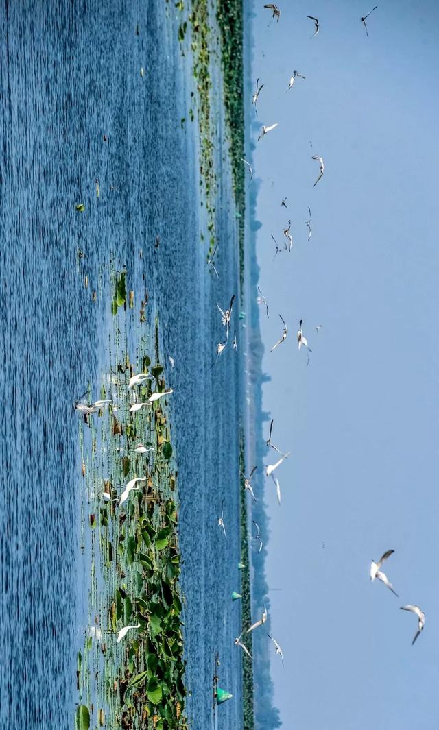 湖北,，主要靠氣質(zhì)