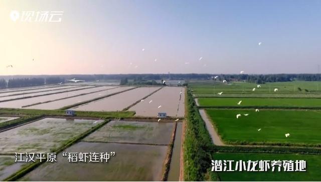 湖北,，主要靠氣質(zhì)